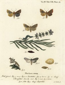 Égő sárgarézmoly, Diachrysia chrysitis 1-5, és zöld ezüstszíjcápa, Cucullia argentea 6-9. Johann Carl Bock kézi színű rézmetszete Eugenius Johann Christoph Esper A pillangók természeti illusztrációkban című műve, Erlange nyomán alkotó: Johann Carl Bock