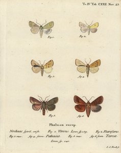 Burren zöld, Calamia tridens 1, sárgás, Xanthia icteritia 2, szögcsíkos sárga, Enargia paleacea 3,4, és kettős vonal, Mythimna turca 5,6. Johann Carl Bock kézi színű rézmetszete Eugenius Johann Christoph Esper Die Schmetterlinge című műve nyomán alkotó: Johann Carl Bock