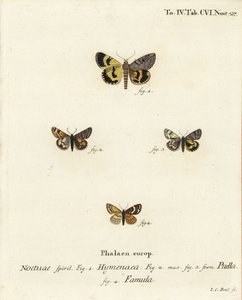 Catocala hymenaea 1, Amerila puella 2,3 és Isturgia famula molyok 4. Johann Carl Bock kézi színű rézmetszete Eugenius Johann Christoph Esper A pillangók a természet utáni illusztrációkban című műve alapján, Erlangen alkotó: Johann Carl Bock