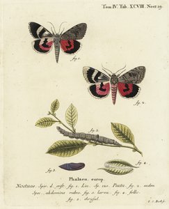 Catocala pacta lepke. Johann Carl Bock kézi színű rézmetszete Eugenius Johann Christoph Esper A pillangók természeti illusztrációkban című műve, Erlangen nyomán alkotó: Johann Carl Bock