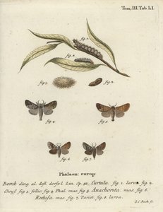 Csokoládéhegyű molyok. alkotó: Johann Carl Bock
