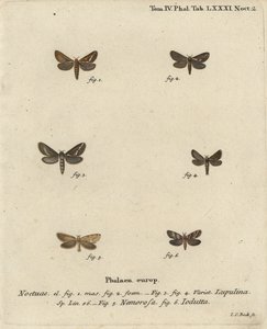 Közönséges sebeslepke, Korscheltellus lupulina 1-4, aranysárga, Phymatopus hecta 5 és Pharmacis carna 6. Johann Carl Bock kézzel színezett rézmetszet Eugenius Johann Christoph Esper Pillangók a természet képeiben című műve nyomán, Erlangen alkotó: Johann Carl Bock
