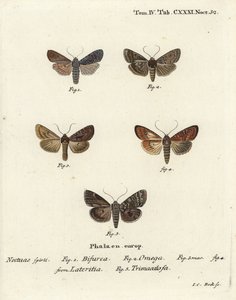 Konformista, Lithophane furcifera 1, dupla dart, Graphiphora augur 2, ritka szál, Apamea lateritia 3,4 és ezüst ívek, Polia hepatica 5. alkotó: Johann Carl Bock