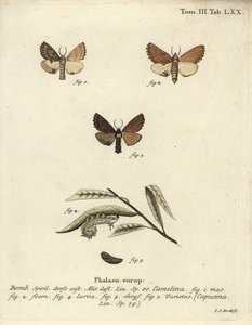 Kiemelkedő Coxcomb, Ptilodon capucinus. alkotó: Johann Carl Bock