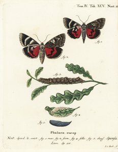 Sötét bíbor alsó szárny, Catocala sponsa. Johann Carl Bock kézzel színezett rézmetszete Eugenius Johann Christoph Esper Pillangók a természet képeiben című műve nyomán, Erlangen alkotó: Johann Carl Bock