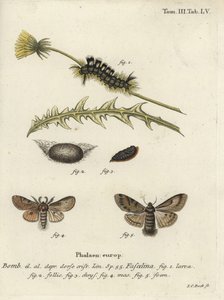 Sötét tuskó, Dicallomera fascelina. alkotó: Johann Carl Bock