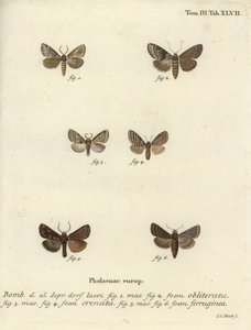 Kopott kagyló, sötét márványbarna és barna rusztikus. alkotó: Johann Carl Bock