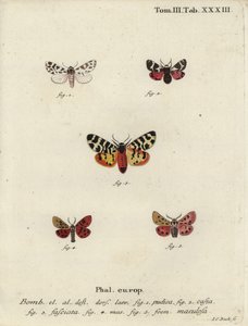 Diszkrét kísérő- és tigrismolyok. alkotó: Johann Carl Bock