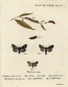 Dot, Melanchra persicariae 1-4 és Dryobota labecula 5. Johann Carl Bock kézzel színezett rézmetszet Eugenius Johann Christoph Esper Pillangók a természet képeiben című műve után, Erlangen alkotó: Johann Carl Bock