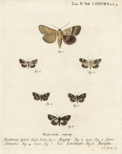 Dupla dart vagy jós, Graphiphora augur 1, sápadt váll, Acontia lucida 2.3, négypettyes lepke, Tyta luctuosa 4,5 és druida lepke, Aedia funesta 6. Johann Carl Bock kézzel festett rézmetszet, Eugenius Es Johann Christo Dieph. alkotó: Johann Carl Bock