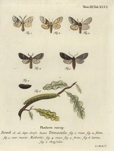 Drymonia dodonaea lepke. alkotó: Johann Carl Bock