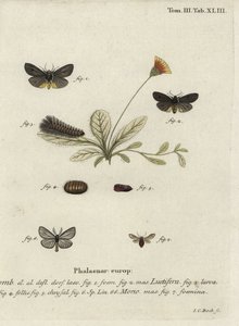Epatolmis caesarea és Penthophera morio lepkék. alkotó: Johann Carl Bock