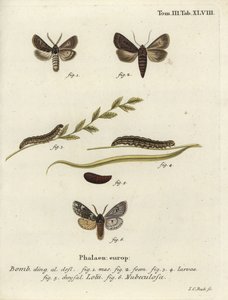 Tollas gótikus és rannochi lepkék. alkotó: Johann Carl Bock