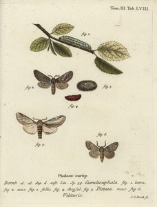 Nyolc ábra, kiemelkedő fecske és Drymonia velitaris lepke. alkotó: Johann Carl Bock