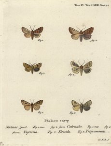 Gombos gesztenye, Agrochola helvola 1,2, pöttyös gesztenye, Conistra rubiginea 3,4, barna vonalú fényes szem, Mythimna conigera 5 és magas vonalak, Charanyca trigrammica 6. Johann Carl Johan kézi rézmetszet, Eugen Christoph után alkotó: Johann Carl Bock