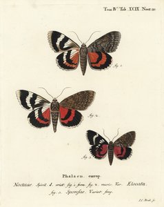 Francia vörös aljzat, Catocala elocata 1,2, és sötét karmazsin aljú fajta, Catocala sponsa 3. Johann Carl Bock kézi színű rézmetszete Eugenius Johann Christoph Esper A pillangók a természet utáni illusztrációkban című műve alapján, Erlangen alkotó: Johann Carl Bock