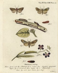 Fagyott narancssárga lepke, Gortyna flavago 1,2 és szögletes árnyalatú, Phlogophora meticulosa 3-7. Johann Carl Bock kézi színű rézmetszete Eugenius Johann Christoph Esper A pillangók természeti illusztrációkban című műve, Erlangen nyomán alkotó: Johann Carl Bock