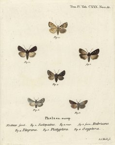 Kerti dárda, Euxoa nigricans 1-3, Hadena filograna 4, antirrhinum brokát, Calophasia platyptera 5, Simyra nervosa 6. Johann Carl Bock kézzel színezett rézmetszete Eugenius Johann Christoph Esper Die Schmetterlinge in Abbildungen nach der alkotó: Johann Carl Bock