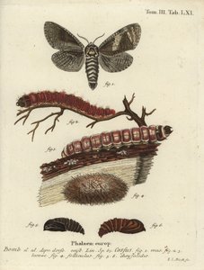Kecskemoly, Cossus cossus