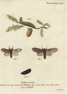 Nagy prominens, kétséges Peridea. alkotó: Johann Carl Bock