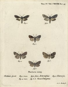 Zöld ezüstös cápa, Cucullia argentea 1,2, őszi rusztikus, Eugnorisma glareosa 4, nyolcvanas figura, Tethea ocularis 4-6. Johann Carl Bock kézi színű rézmetszete Eugenius Johann Christoph Esper Die Schmetterlinge in Abbildun című műve nyomán alkotó: Johann Carl Bock