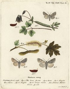 Szürke chi, Antitype chi 1 és platánmoly, Acronicta aceris 2-7. Johann Carl Bock kézi színű rézmetszete Eugenius Johann Christoph Esper A pillangók természeti illusztrációkban című műve, Erlangen nyomán alkotó: Johann Carl Bock