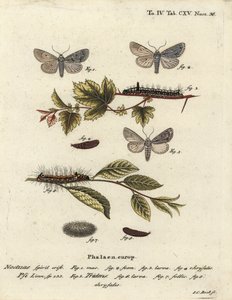 Szürke tőr, Acronicta psi 1-4, és sötét tőr, Acronicta tridens 5-8. Johann Carl Bock kézi színű rézmetszete Eugenius Johann Christoph Esper A pillangók természeti illusztrációkban című műve, Erlangen nyomán alkotó: Johann Carl Bock