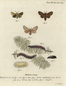 Földi lakájmoly, Malacosoma castrense. alkotó: Johann Carl Bock