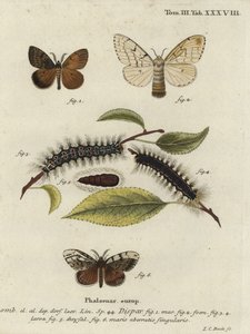Cigánylepke, Lymantria dispar.