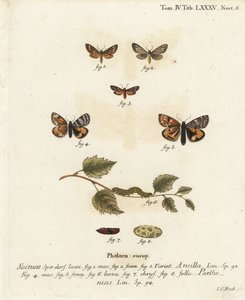 Szobamoly, Dysauxes ancilla 1-3, és narancssárga alsószárny, Archiearis parthenias 4-8. Johann Carl Bock kézi színű rézmetszete Eugenius Johann Christoph Esper A pillangók természeti illusztrációkban című műve, Erlangen nyomán alkotó: Johann Carl Bock