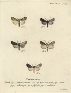 Szív- és dartlepke, fehérrépamoly és ezüstfelhő. alkotó: Johann Carl Bock