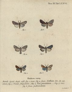 Héber karakter, fekete foltos gesztenye, kis kvékermoly stb. alkotó: Johann Carl Bock