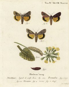 Nagy sárga alsószárny, Noctua pronuba és fajták. Johann Carl Bock kézi színű rézmetszete Eugenius Johann Christoph Esper A pillangók természeti illusztrációkban című műve, Erlangen nyomán alkotó: Johann Carl Bock