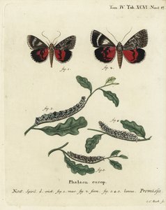 Világos bíbor szárnyú lepke, Catocala promissa. Johann Carl Bock kézi színű rézmetszete Eugenius Johann Christoph Esper A pillangók természeti illusztrációkban című műve, Erlangen nyomán alkotó: Johann Carl Bock