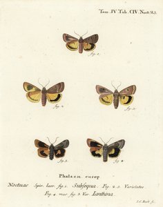 Holdsárga alsószárny, Noctua orbona 1, és kisebb széles szegélyű sárga alsószárny vagy Langmaid sárga alsószárnya, Noctua janthina 2-5. Johann Carl Bock kézi színű rézmetszete Eugenius Johann Christoph Esper Die Schmetterlinge in Ab című műve nyomán alkotó: Johann Carl Bock