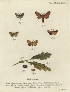 Malacosoma franconicum lepke és festoon, Apoda limacodes. alkotó: Johann Carl Bock