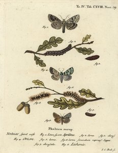 Merveille du jour, Dichonia aprilina 1-4, ritka merveille du jour, Moma alpium 5-7 és márványzöld, Cryphia muralis 8. Johann Carl Bock kézi színű rézmetszet Eugenius Johann Christoph Esper A pillangók az illusztrációkban című műve nyomán. alkotó: Johann Carl Bock