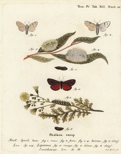 Molnármoly, Acronicta leporina 1-5, és cinóbermoly, Tyria jacobaeae 6-8. Johann Carl Bock kézi színű rézmetszete Eugenius Johann Christoph Esper A pillangók természeti illusztrációkban című műve, Erlangen nyomán alkotó: Johann Carl Bock