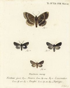 Öreg hölgy vagy fekete alsószárny, Mormo maura 1, keleti alchimist, Aedia leucomelas 2 és Dypterygia scabriuscula 3,4. Johann Carl Bock kézi színű rézmetszete Eugenius Johann Christoph Esper A pillangók a Na utáni illusztrációi után alkotó: Johann Carl Bock