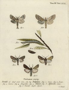 Halványan kiemelkedő, szív és ütő, és sötét kardfű, alkotó: Johann Carl Bock