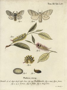 Halvány tuskó, Calliteara pudenda. alkotó: Johann Carl Bock
