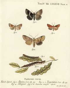 Utasmoly, Dysgonia algira 1, dun-bar, Cosmia trapezina 2-3, dupla dart vagy jós, Graphiphora augur 4, lárvák 5-6. Johann Carl Bock kézi színű rézmetszete Eugenius Johann Christoph Esper A pillangók illusztrációkban című műve nyomán n