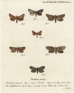 Pharmacis carna 2-4, narancssárga swift, Triodia sylvina 5,6 és aranysárga, Phymatopus hecta 7. Johann Carl Bock kézi színű rézmetszete Eugenius Johann Christoph Esper A pillangók a természet illusztrációin című műve, Erlangen nyomán alkotó: Johann Carl Bock