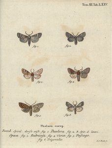 Porított kvéker, vörös gesztenye, téglamoly stb. alkotó: Johann Carl Bock