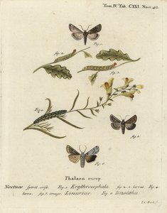Vörösfejű gesztenye, Conistra erythrocephala 1-4, varangyos brokát, Calophasia lunula 5 és szürke vállcsomó, Lithophane ornitopus 6. Johann Carl Bock kézi színű rézmetszet Eugenius Johann Christoph Esperlinge nyomán a Die Schmetterlingben. alkotó: Johann Carl Bock