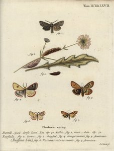 Vörös vonalú kvéker, homályos buff és hullámos gesztenye. alkotó: Johann Carl Bock