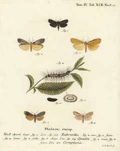 Vörösnyakú lakáj, Atolmis rubricollis 1,, négypettyes lakáj, Lithosia quadra 2-6, és buff lakáj, Katha depressa 7,9. Johann Carl Bock kézi színű rézmetszete Eugenius Johann Christoph Esper Die Schmetterlinge in Abbildungen na nyomán alkotó: Johann Carl Bock