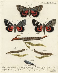 Vörös alsószárnyú lepke, Catocala nupta. Johann Carl Bock kézi színű rézmetszete Eugenius Johann Christoph Esper A pillangók természeti illusztrációkban című műve, Erlangen nyomán