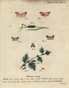 Rózsás lakáj és rövid köpenyes lepke. alkotó: Johann Carl Bock