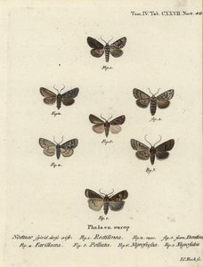 Szászmoly, Hyppa rectilinea 1, ollómoly, Hada plebeja 2,3, mocsári tőr, Acronicta strigosa 4, barna foltos fogaskerék, Agrochola litura 5, fehér vonalú dart, Euxoa nigrofusca 6, Opigena polygona 7. Kézi színezett rézgravírozás Joplatehannn Carl Bock után alkotó: Johann Carl Bock